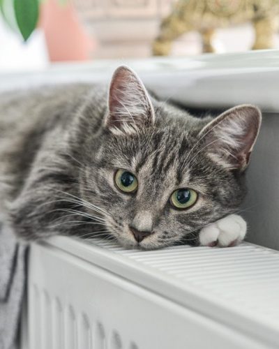 Chat gris couché sur un radiateur